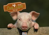 LUST AUF LAND Kalender 2026