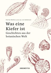 Was eine Kiefer ist