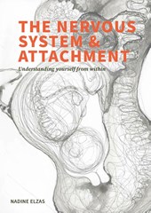 The nervous system and attachment