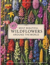 Trendz, H: 40 Most Beautiful Wildflowers Identification Guid