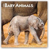 Baby Animals 2026 Square Flap Calendar