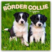 Border Collie Puppies 2026 Square Flap Calendar