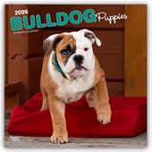 Bulldog Puppies 2026 Square Flap Calendar