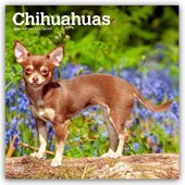 Chihuahuas 2026 Square Flap Calendar