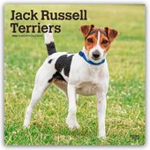 Jack Russell Terriers 2026 Square Flap Calendar