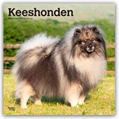 Keeshonden - Wolfsspitz 2026 - 16-Monatskalender