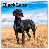 Labrador Retrievers, Black 2026 Square Flap Calendar