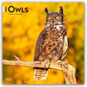 Owls 2026 Square Flap Calendar