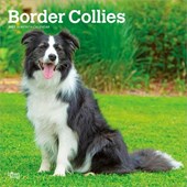 Border Collies 2027 - 16-Monatskalender