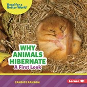 Why Animals Hibernate: A First Look