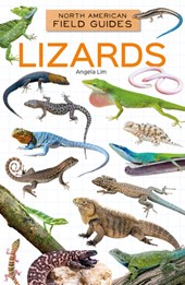 Lizards