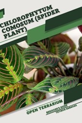 Chlorophytum comosum (Spider Plant): Open terrarium, Beginner's Guide