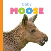 Baby Moose