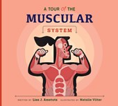 A Tour of the Muscular System