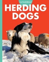 Curious about Herding Dogs