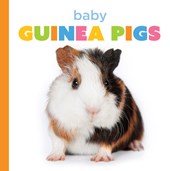 Baby Guinea Pigs