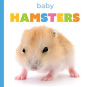 Baby Hamsters