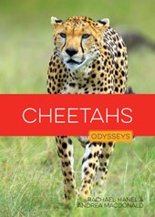 Cheetahs