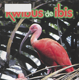 Kwibus de ibis | Veer | F6A2497A924BD995D