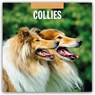 Collies 2026 Square Wall Calendar - Red Robin - 9781804427972