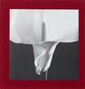 Mapplethorpe Flora - HOLBORN,  Mark - 9780714871318