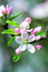 Memo Block - Apple Blossom - Peony Press - 9780754832003