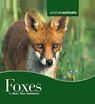 Foxes - NOBLEMAN,  Marc Tyler - 9780761422372