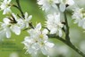 Blossom -  - 9780857239792