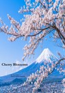 Cherry Blossoms - Tim Conley - 9781005256609