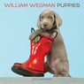 William wegman puppies 2017 wall calendar - william wegman - 9781419720451