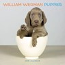 William wegman puppies: 2018 wall calendar -  - 9781419724770