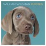 William Wegman Puppies 2019 Calendar - WEGMAN,  William - 9781419730030