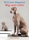 William Wegman Big and Little 2025 Wall Calendar -  - 9781419774065