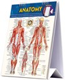 Anatomy Easel - Vincent Perez - 9781423225836