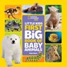 National Geographic Little Kids First Big Book of Baby Animals - Maya Myers - 9781426371486