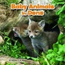 Baby Animals in Dens - RUSTAD,  Martha E. H. - 9781474733342