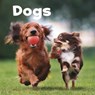 Dogs - AMSTUTZ,  Lisa J. - 9781474757157