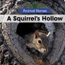 A Squirrel's Hollow - Arthur Best - 9781502636720
