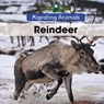 Reindeer - Arthur Best - 9781502637154