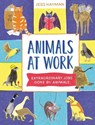 Animals at Work - Jess Hayman - 9781510231672