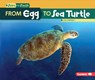 From Egg to Sea Turtle - Lisa Owings - 9781512418415