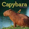 Capybara Wall Calendar 2026 -  - 9781523531240