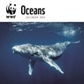 WWF Oceans Square Wall Calendar 2024 -  - 9781529833485
