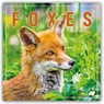 Foxes Square Wall Calendar 2026 -  - 9781529847857