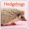 Hedgehogs (PFP) W -  - 9781529858433