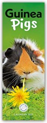 Guinea Pigs (PFP)Slim -  - 9781529858693