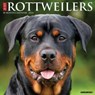Just Rottweilers 2024 12 X 12 Wall Calendar -  - 9781549235160