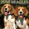 Just Beagles 2025 12 X 12 Wall Calendar -  - 9781549241666