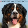 Bernese Mountain Dogs 2026 12 X 12 Wall Calendar - Willow Creek Press - 9781549250187