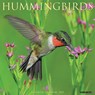 Hummingbirds 2026 12 X 12 Wall Calendar - Willow Creek Press - 9781549251528